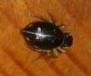 Heliophanus cupreus